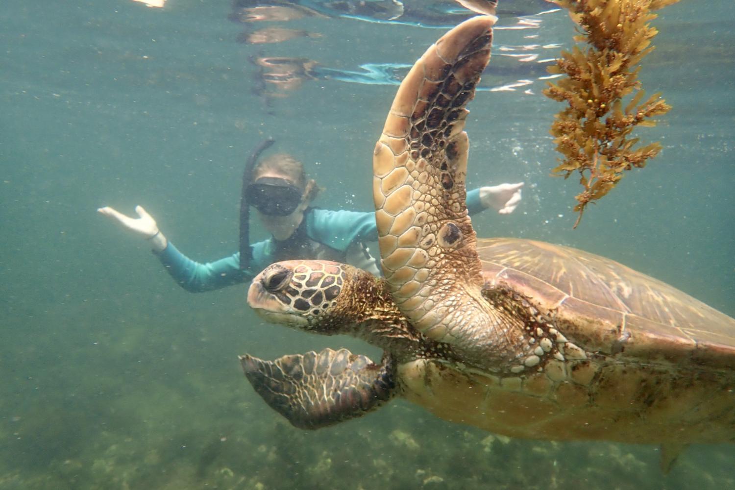 一名<a href='http://bezg.ngskmc-eis.net'>bv伟德ios下载</a>学生在Galápagos群岛游学途中与一只巨龟游泳.